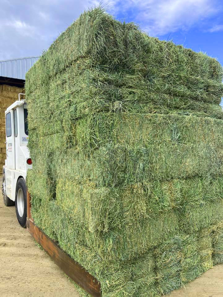 Alfalfa Orchard Grass Mix Wittstrom Hay Sales