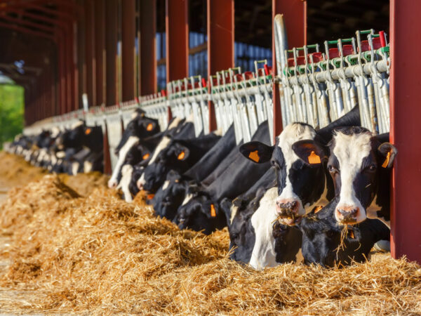 Cow Hay for Sale | Wittstrom Hay Sales